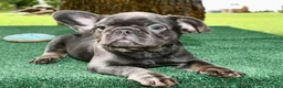 French Bulldog dogs for sale: French Bulldog 2 - Ad 13