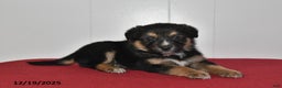 Mixed Breed dogs for sale: Nickles - Ad 3
