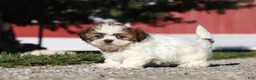 Shih Tzu dogs for sale: Julia - Ad 2