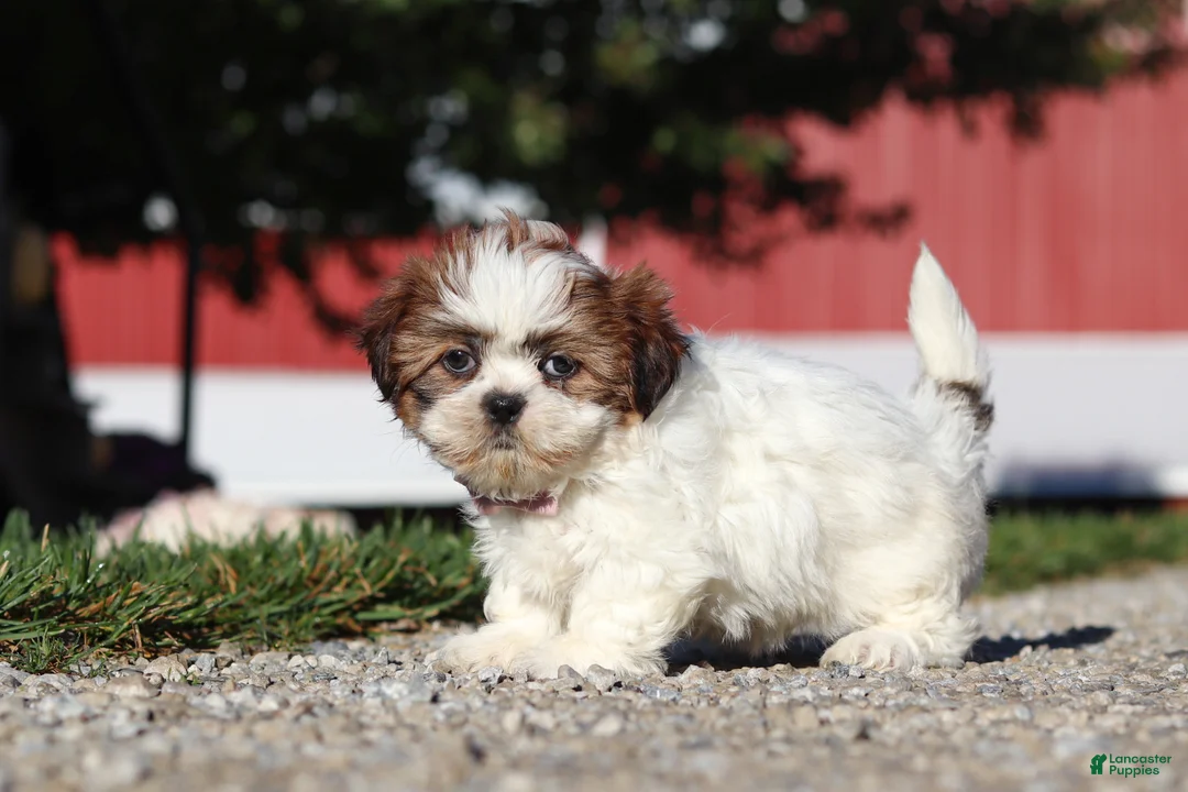 Shih Tzu dogs for sale: Julia - Ad 2