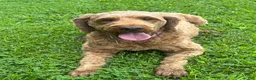 Irish Doodle dogs for sale: Maggie - Ad 4