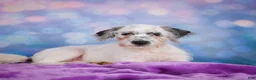 Mixed Breed dogs for sale: Clifford - Ad 4