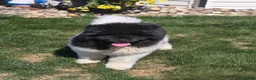 Akita dogs for sale: JoJo - Ad 6