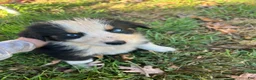 Mixed Breed dogs for sale: Mixed Breed 1 - Ad 1