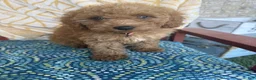 Miniature Labradoodle dogs for sale: Cora - Ad 2