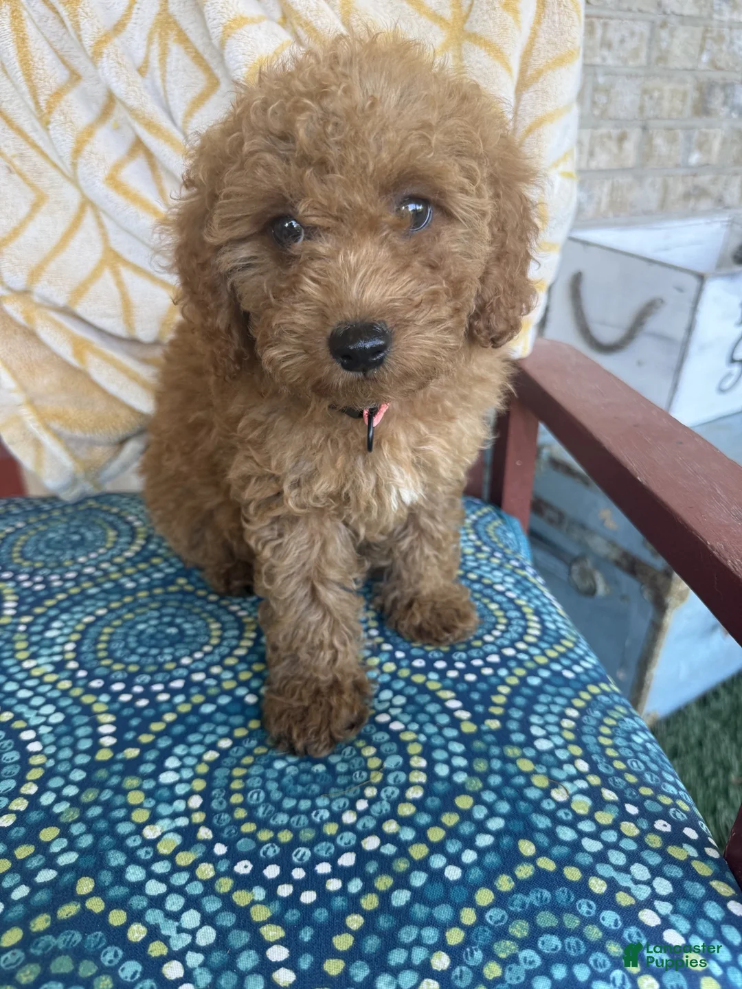 Miniature Labradoodle dogs for sale: Cora - Ad 2