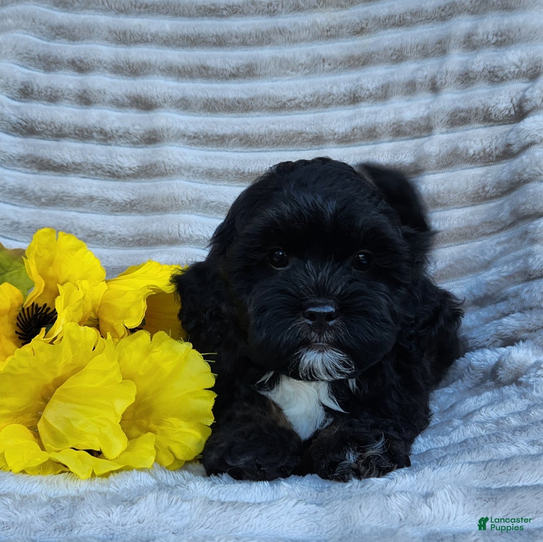 Shihpoo dogs for sale: Dallas - Ad 9