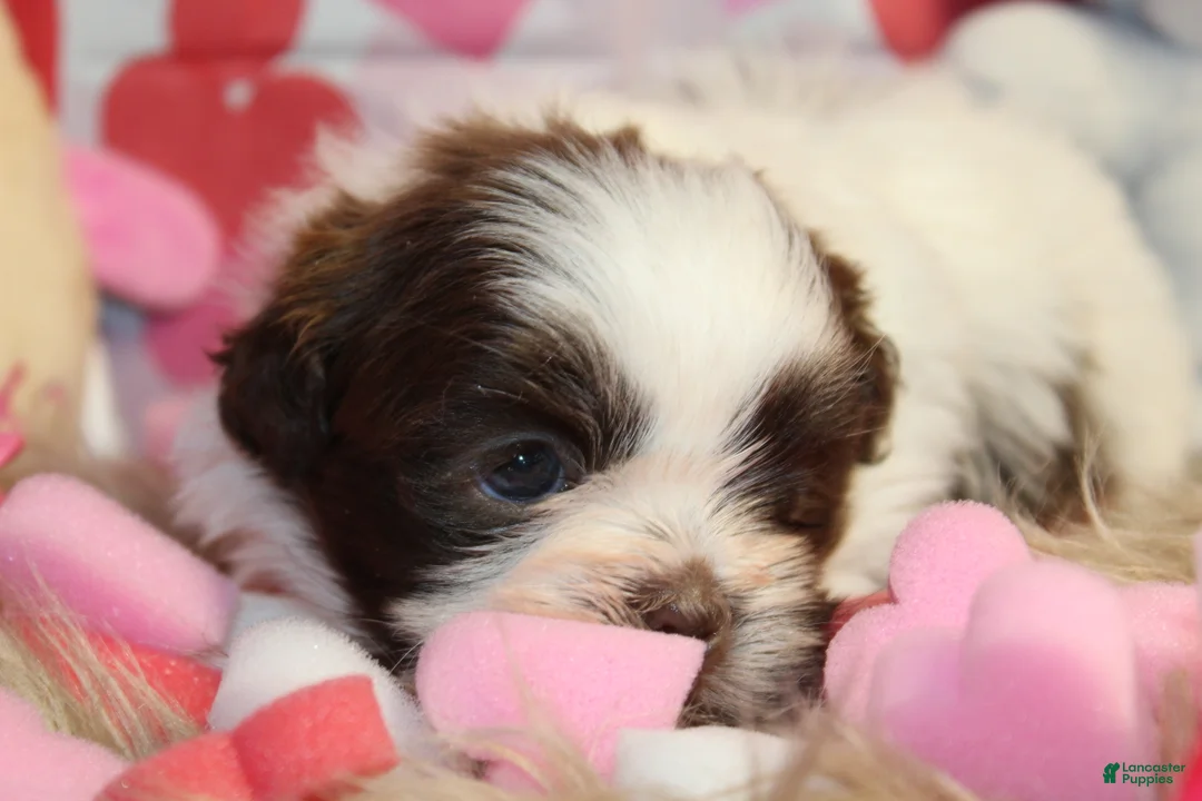 Shih Tzu dogs for sale: CUTIE - Ad 2