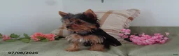 Yorkshire Terrier dogs for sale: Susie - Ad 1