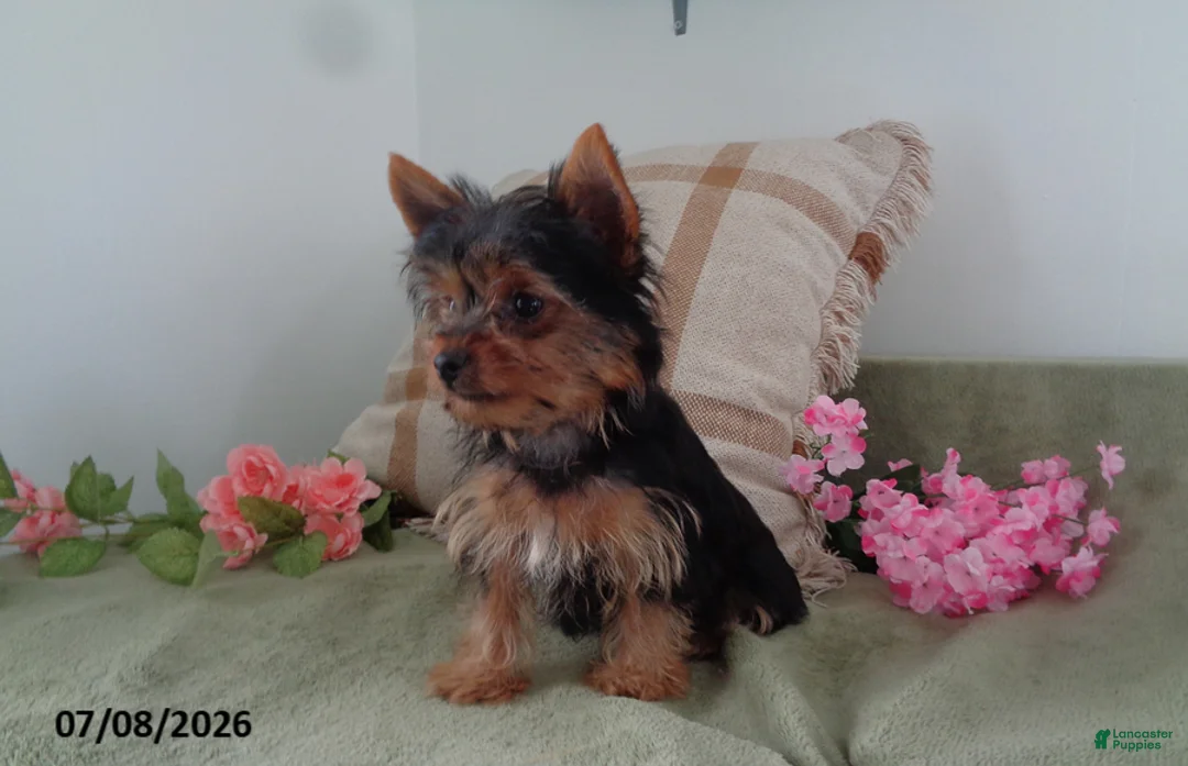 Yorkshire Terrier dogs for sale: Susie - Ad 1