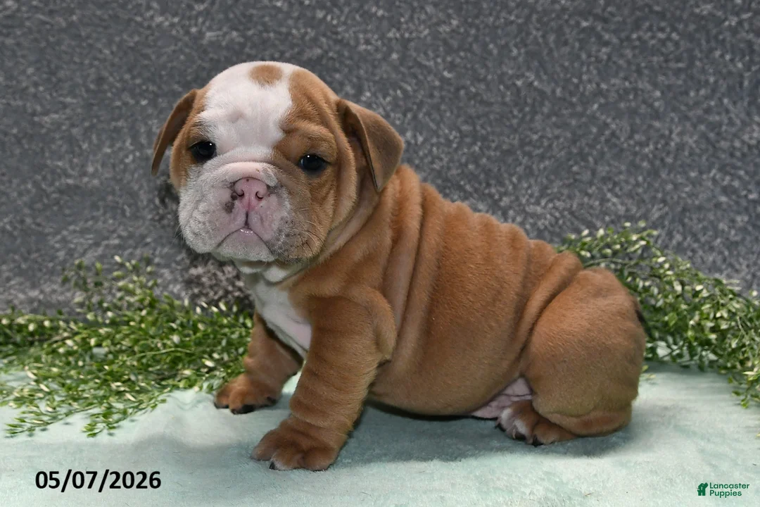 English Bulldog dogs for sale: Jimbo - Ad 1
