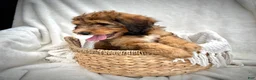 Bernedoodle dogs for sale: Sadie - Ad 4