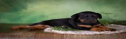 Mixed Breed dogs for sale: Molly - Ad 5