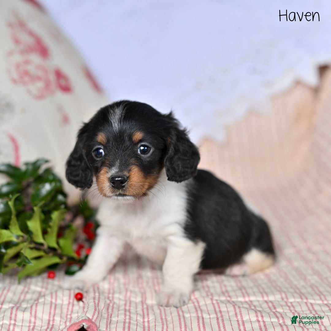 Miniature Dachshund dogs for sale: Haven - Ad 5