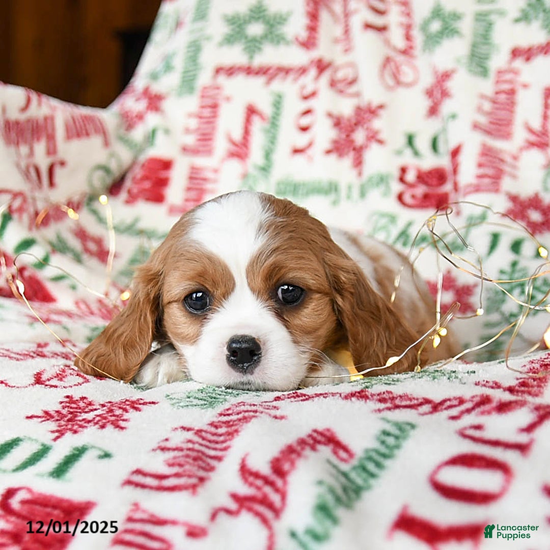 Cavalier King Charles Spaniel dogs for sale: Blossom - Ad 2