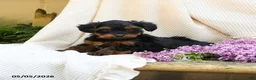 Yorkshire Terrier dogs for sale: Trew - Ad 4
