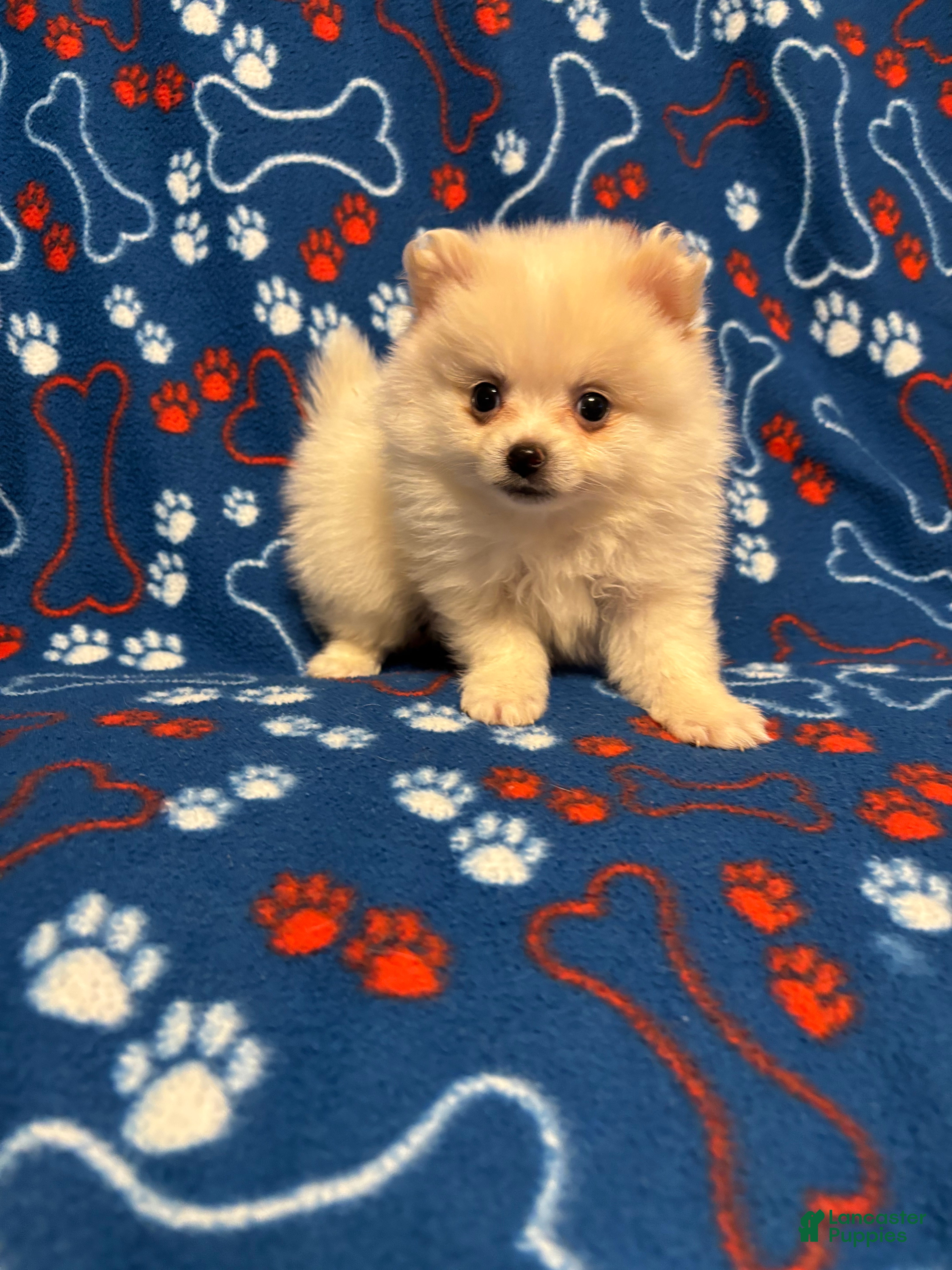 Pomeranian dogs Pomeranian Puppy 1 - Ad 19