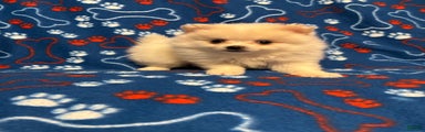 Pomeranian Puppy 1