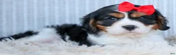 Cavalier King Charles Spaniel dogs for sale: Winston 🐶 - Ad 15