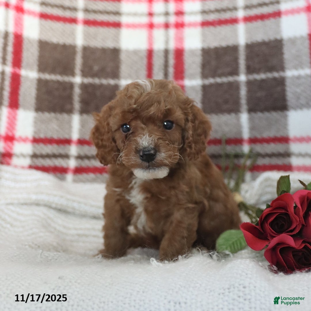 Cavapoo dogs for sale: Kelson - Ad 5