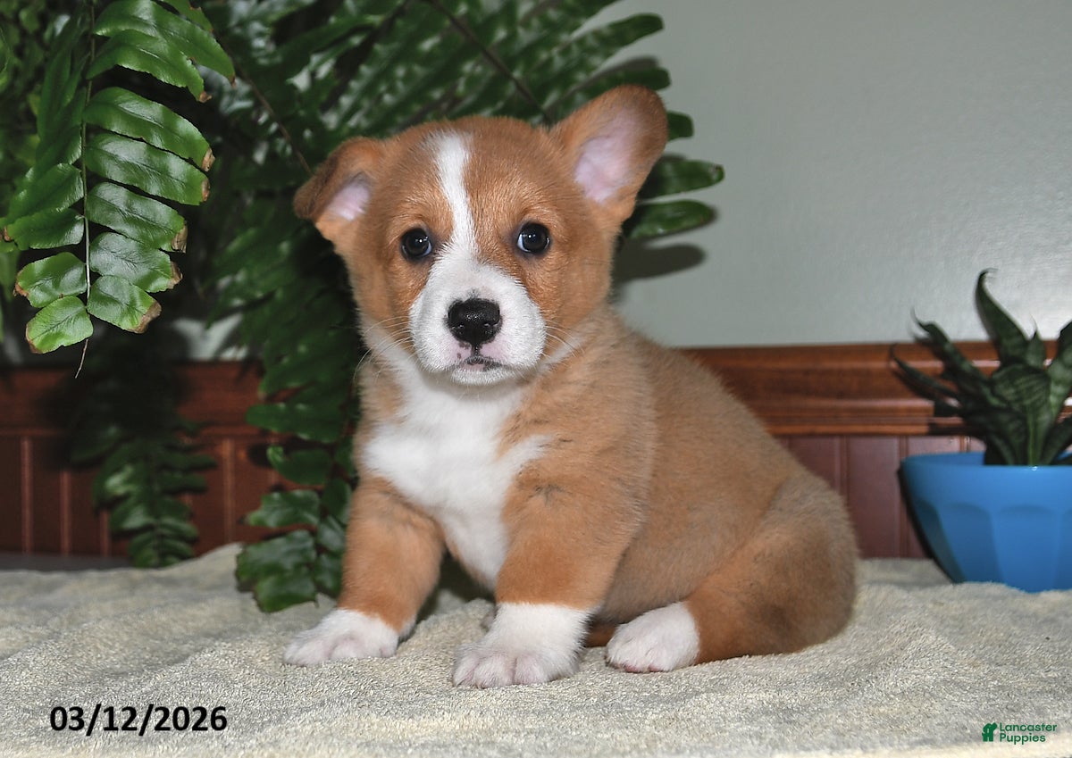 Welsh Corgi Pembroke dogs Terri - Ad 1
