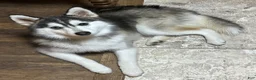 Pomsky dogs for sale: Sev - Ad 1