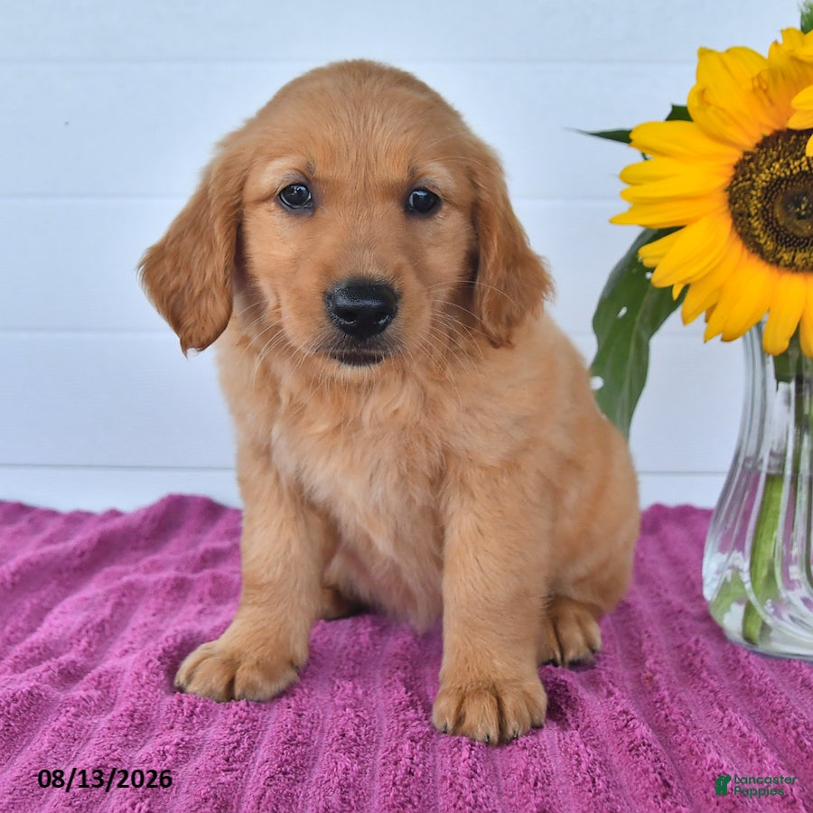 Golden Retriever dogs Candy - Ad 2