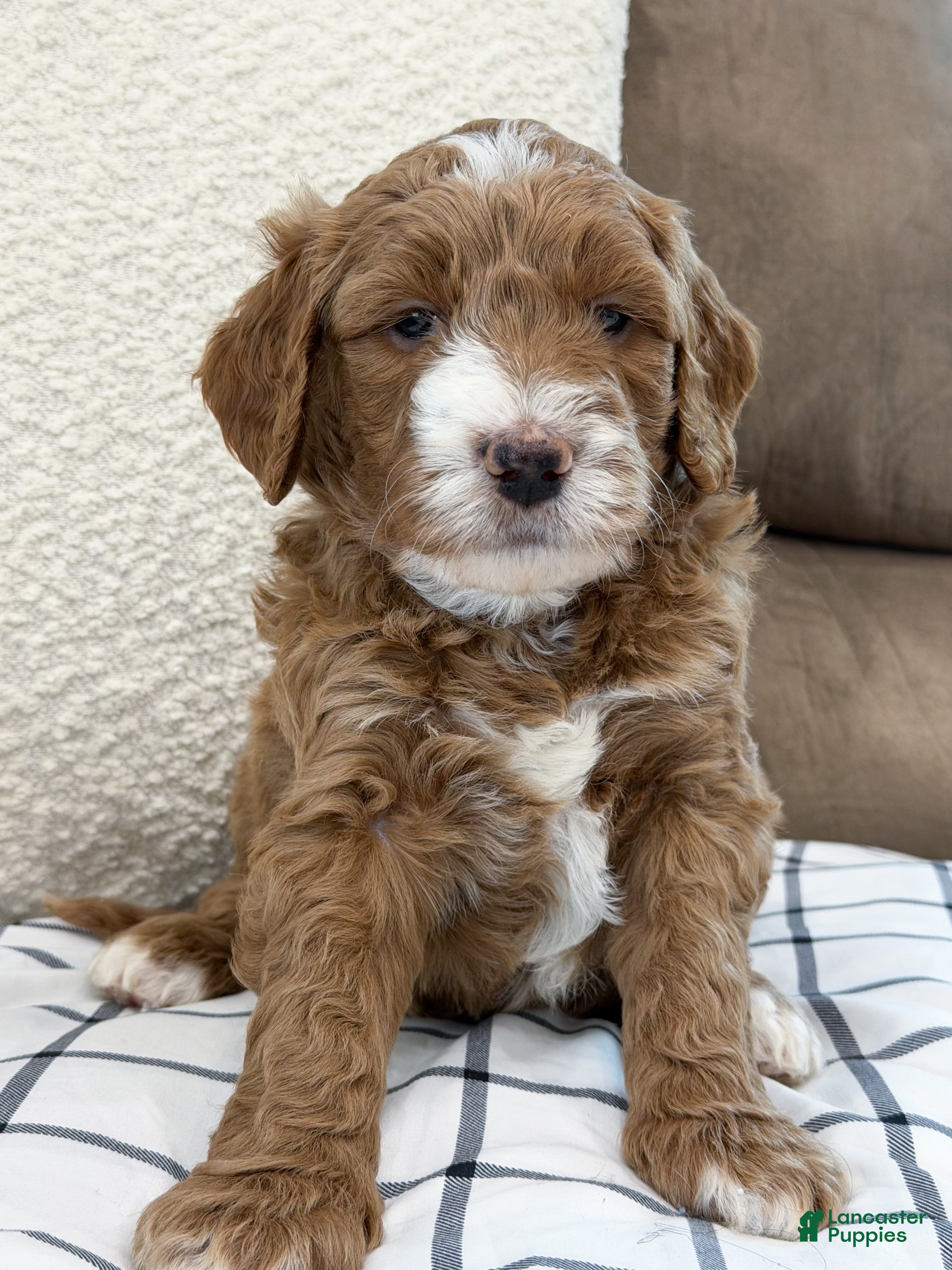 Goldendoodle dogs Jackson  - Ad 1