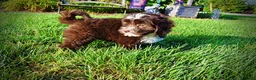 Havapoo dogs for sale: Emma - Ad 9