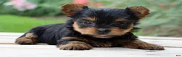 Yorkshire Terrier dogs for sale: Crema - Ad 3