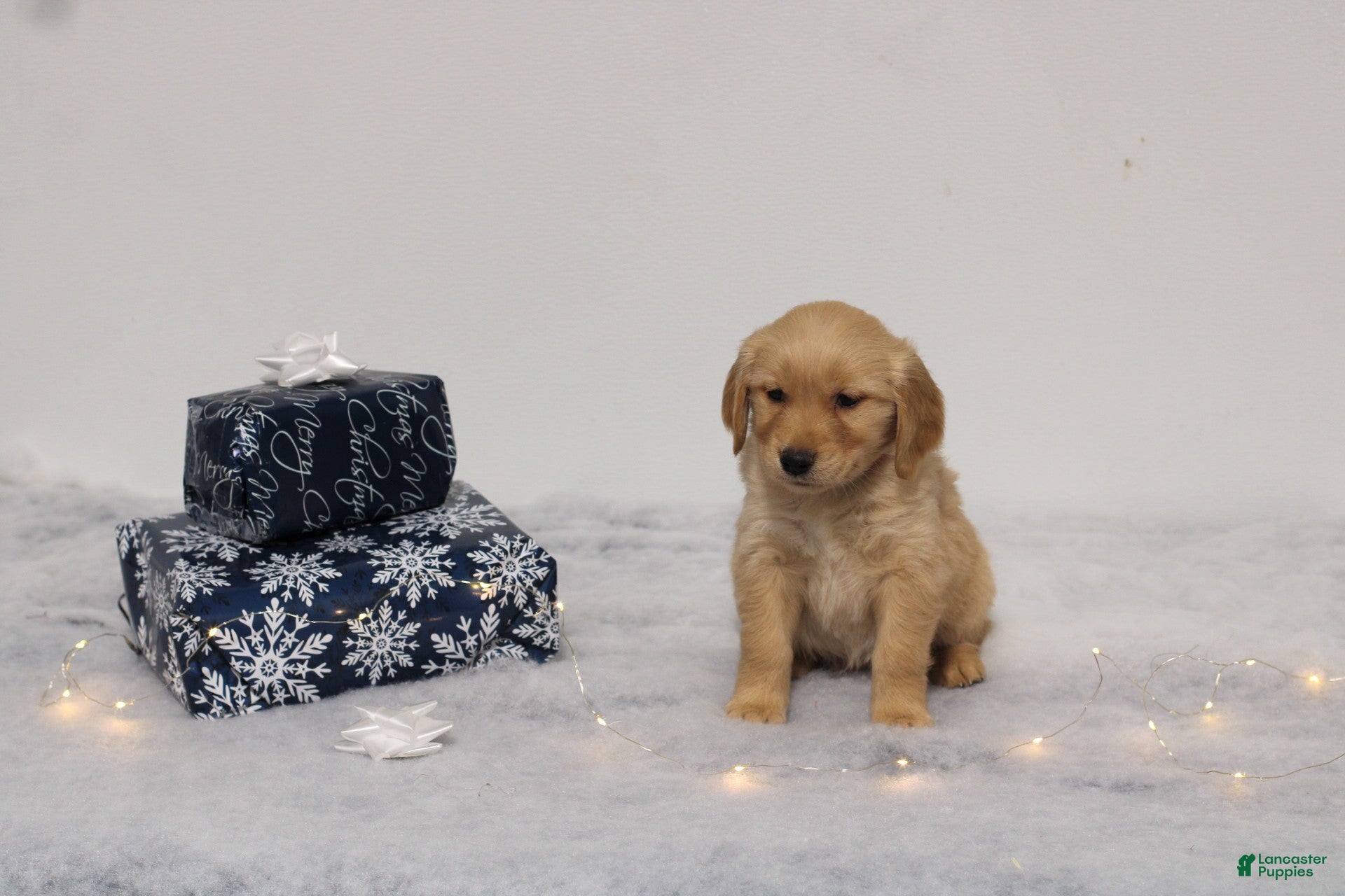 Golden Retriever dogs Holly - Ad 5