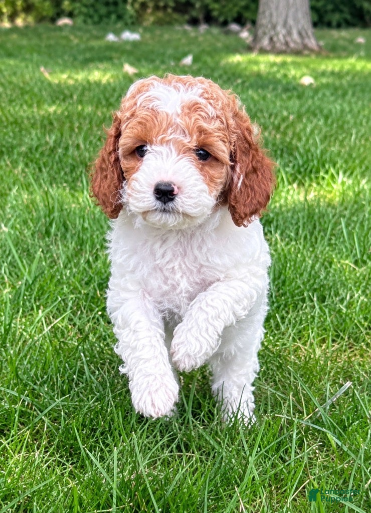 Cavapoo dogs Bonnie - Ad 1