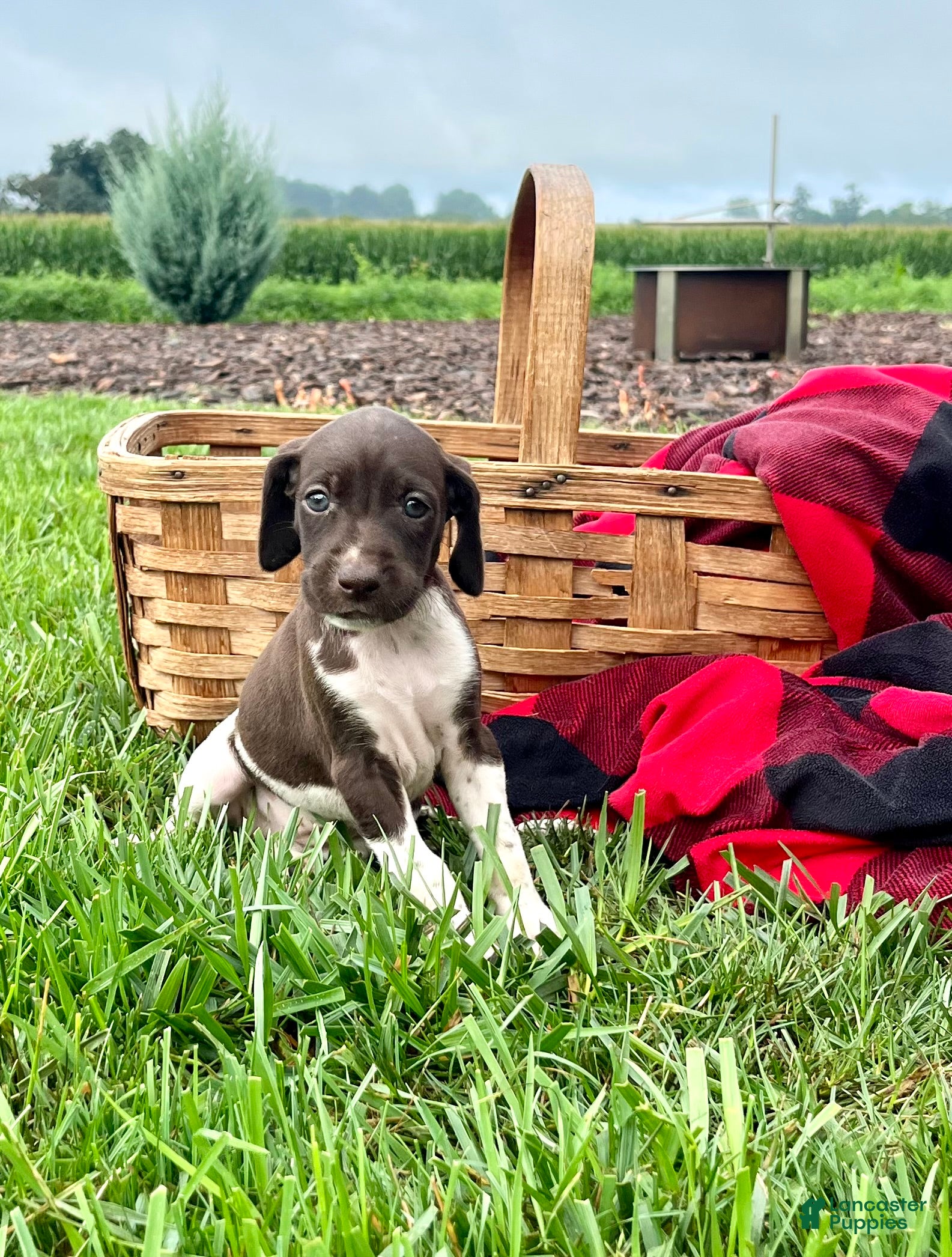 German Shorthaired Pointer dogs Roxy❤️AKC 🐾 text or call - Ad 1
