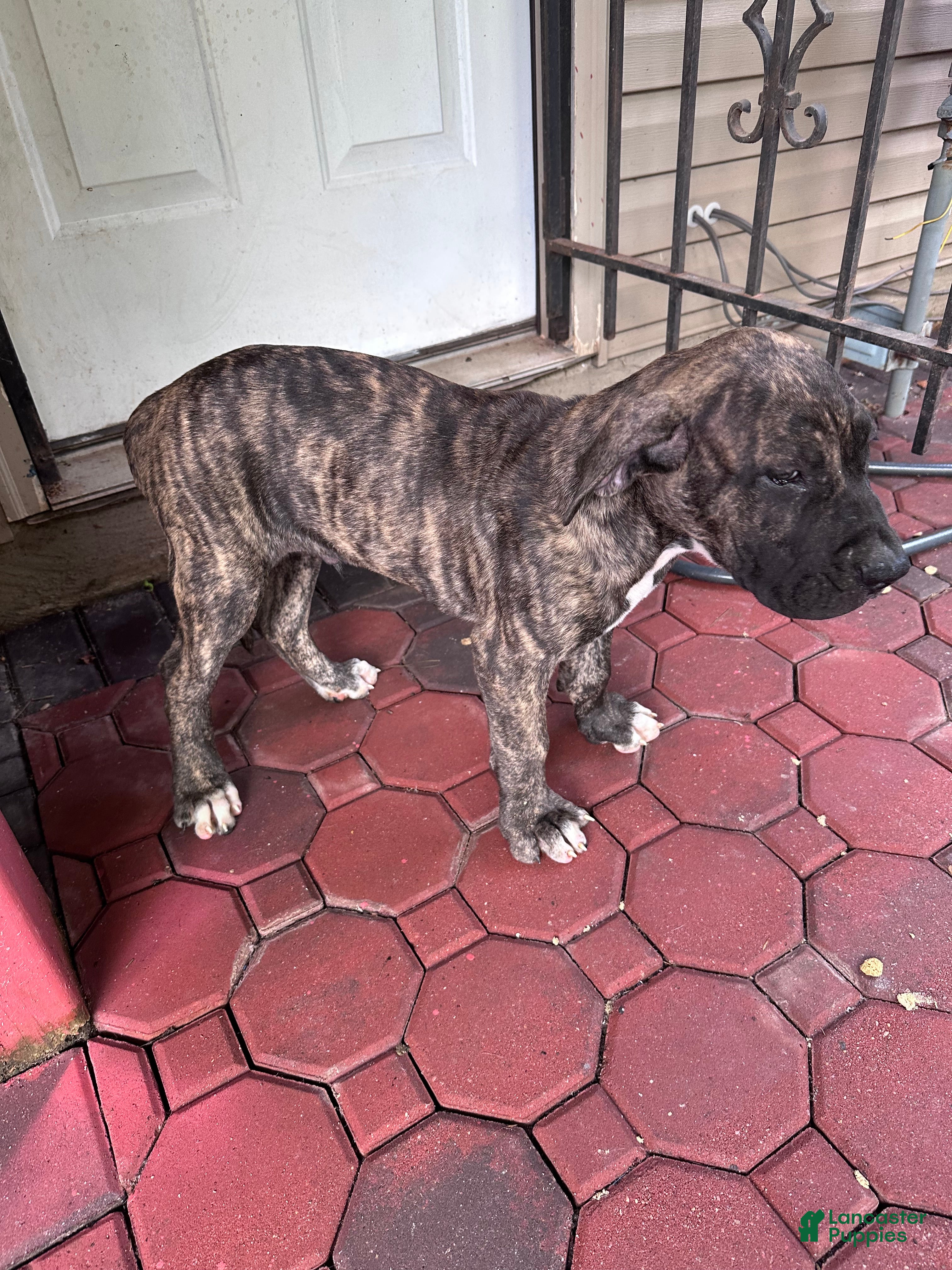 Presa Canario dogs Presa Canario 3 - Ad 13