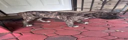 Presa Canario dogs for sale: Presa Canario 3 - Ad 1