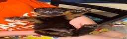Rottweiler dogs for sale: Rottweiler Puppy 2 - Ad 3