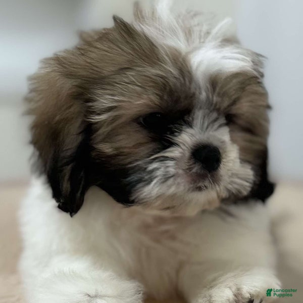 Shih Tzu dogs Lillian - Ad 40