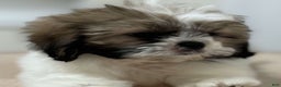 Shih Tzu dogs for sale: Lillian - Ad 1