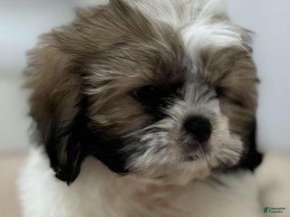 Shih Tzu dogs Lillian - Ad 33
