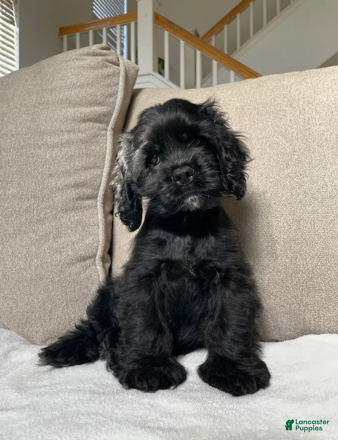 Cocker Spaniel dogs for sale: Steve - Ad 2