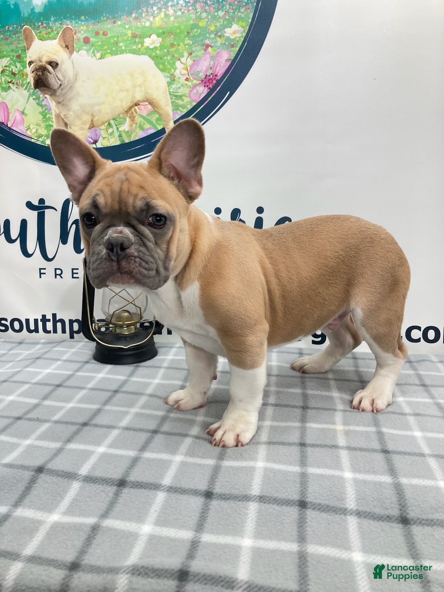 French Bulldog dogs Brennan French Bulldog Puppy  - Ad 1