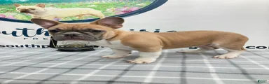 Brennan French Bulldog Puppy 