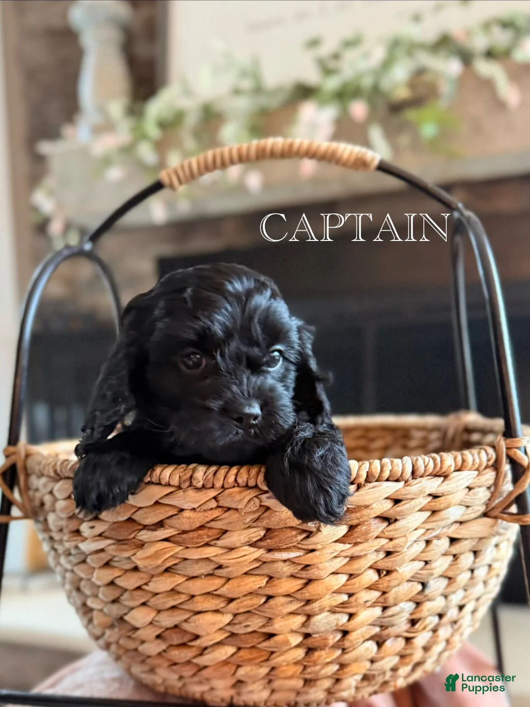 Cavapoo dogs for sale: Captain  - Ad 1