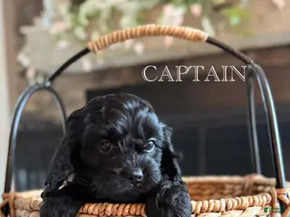 Cavapoo dogs for sale: Captain - Ad 3