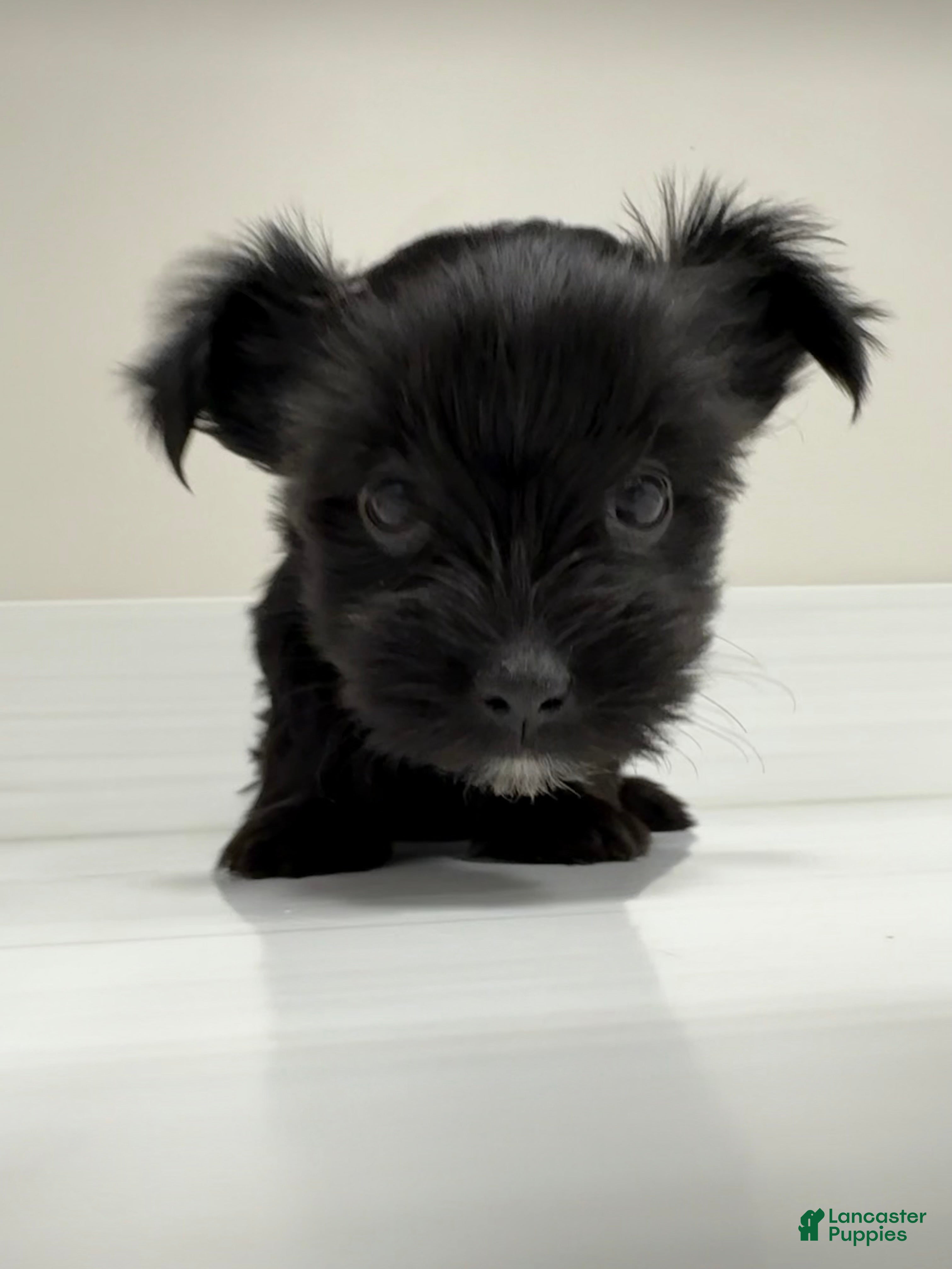 Yorkshire Terrier dogs Poppy - Ad 11