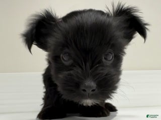 Yorkshire Terrier dogs Poppy - Ad 15