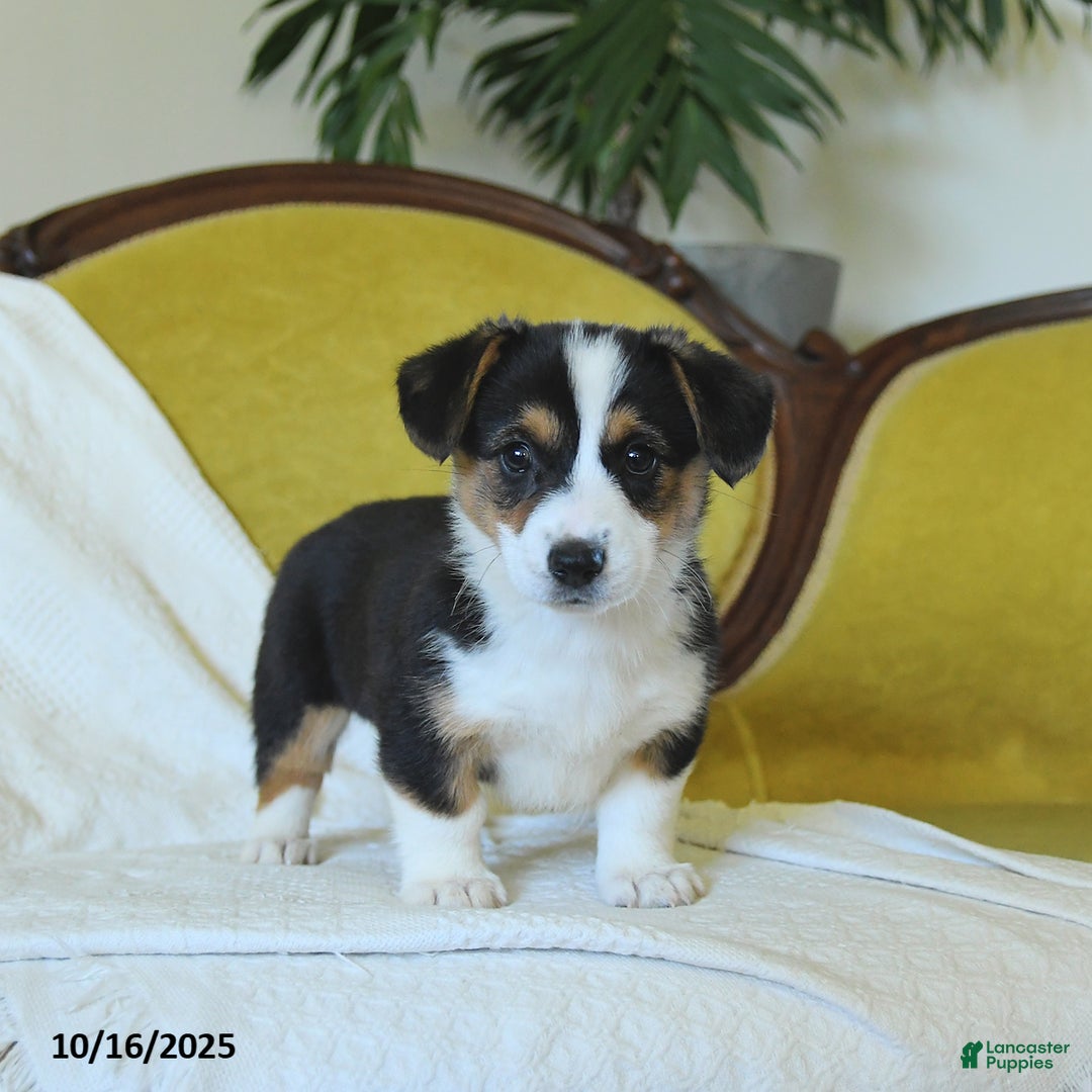 Welsh Corgi Pembroke dogs for sale: Nellie - Ad 20