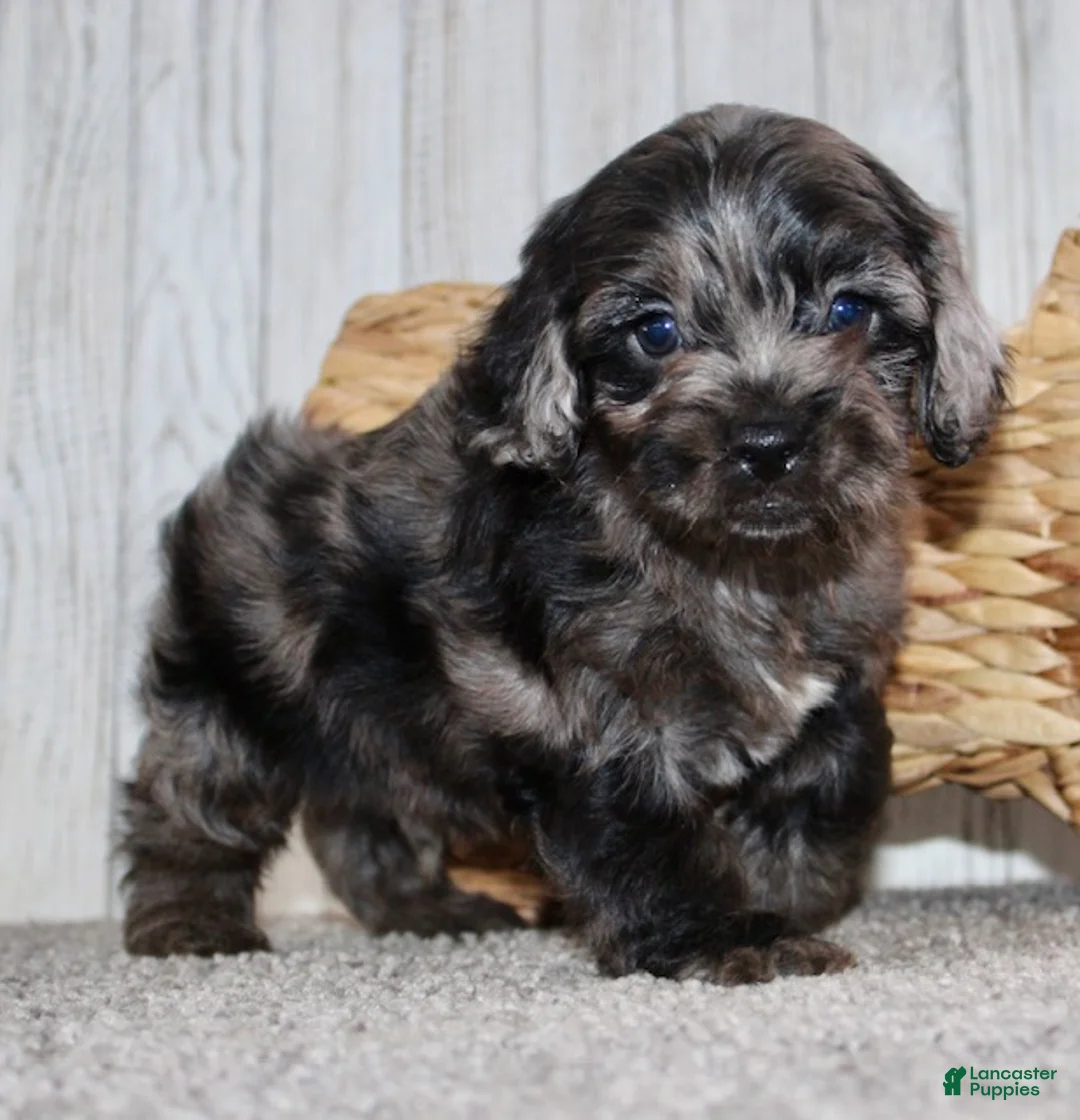 Cockapoo dogs for sale: Cain - Ad 8