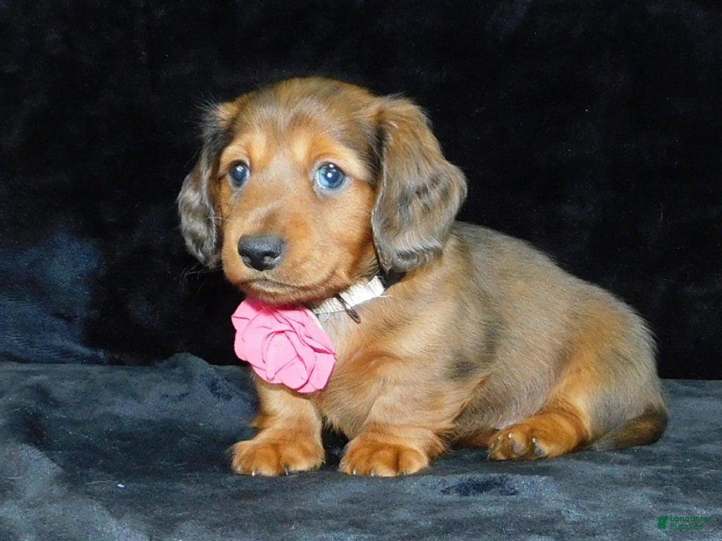 Miniature Dachshund dogs AKC Jewel - Ad 1