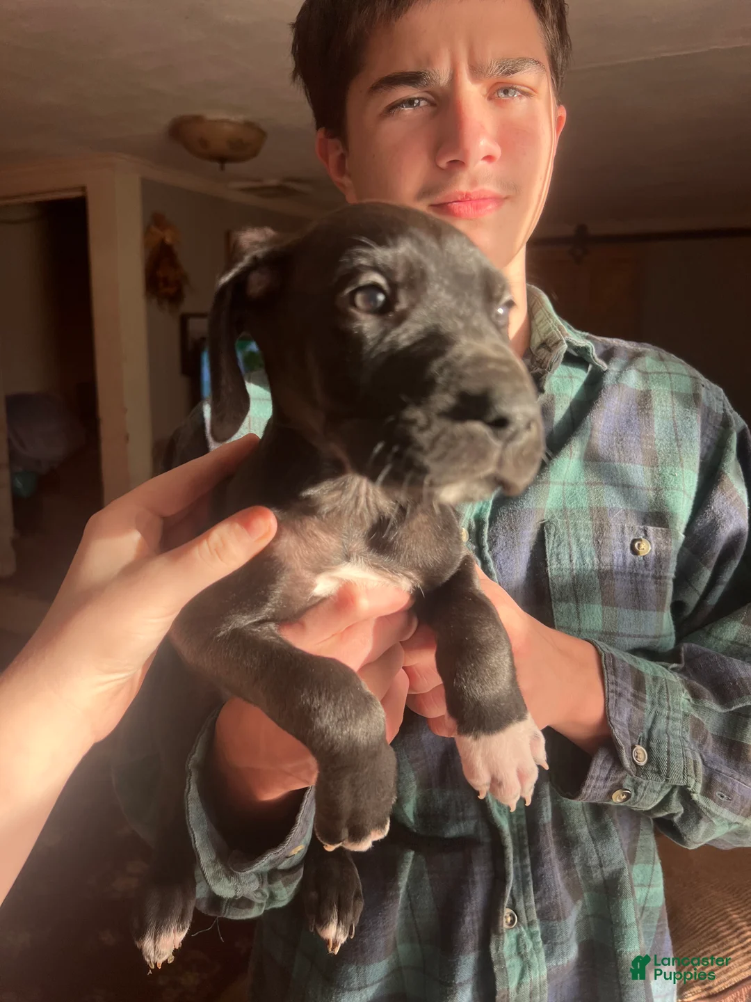 Great Dane dogs for sale: Great Dane Puppy 3 - Ad 1